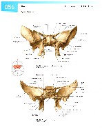 Sobotta Atlas of Human Anatomy  Head,Neck,Upper Limb Volume1 2006, page 63